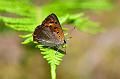 Lycaena phlaeas-13062021